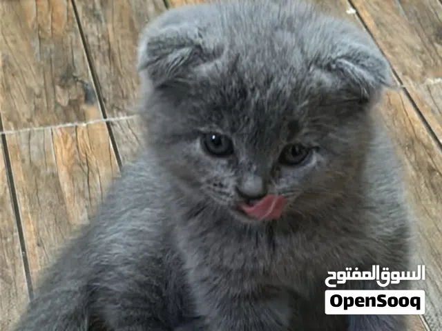 قط سكوتش للبيع