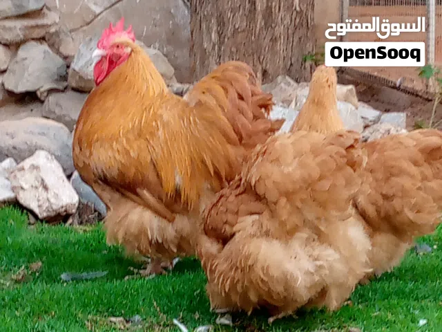 متاح انتاج بيض او كتكوت دجاج زينه درجه اولي