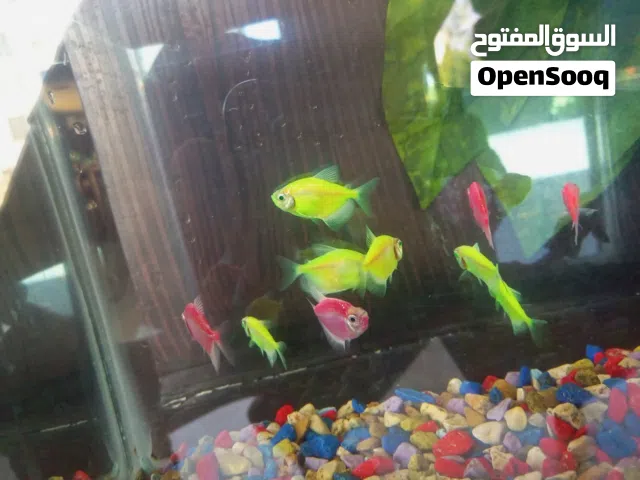 حوض سمك مع الأسماك للبيع