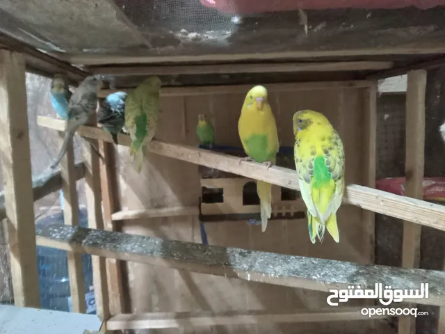 طيور حب للبيع