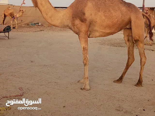 للبيع ناقه