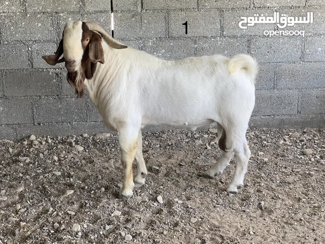 فحل بورقوت أصل ومستوى