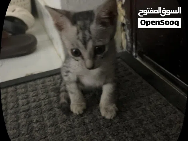 قط منزلي يبحث عن عائله جديده. Free nice cat