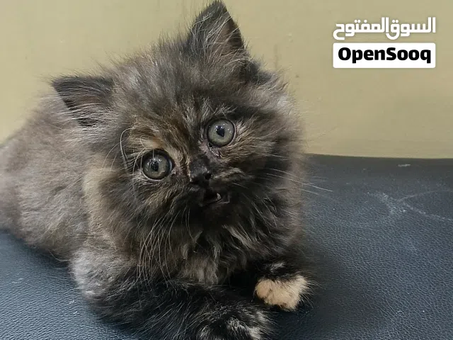انثى بيرشن