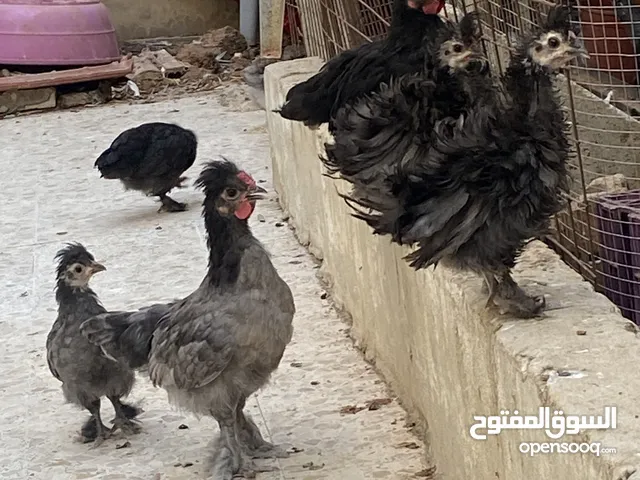 فرخات وديوك زينة مقزم