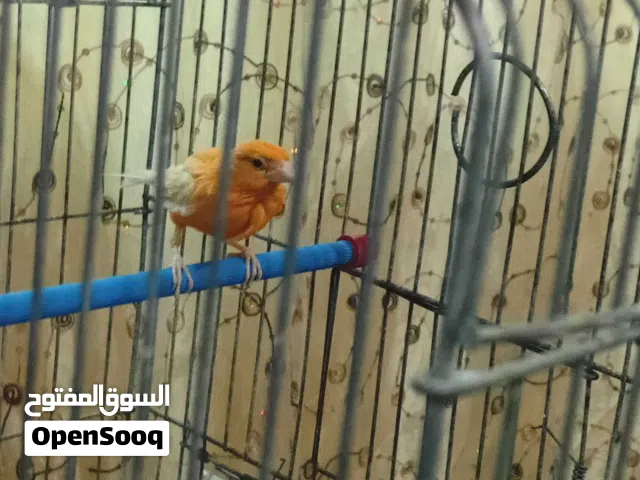 فحلين كنار نار جيزه