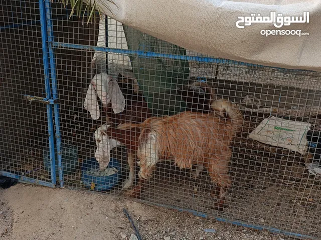 صخله توامه ثاني بطن هي وبنتها حامل وهديه