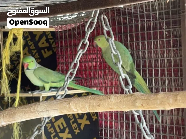 زوج متوه للبيع