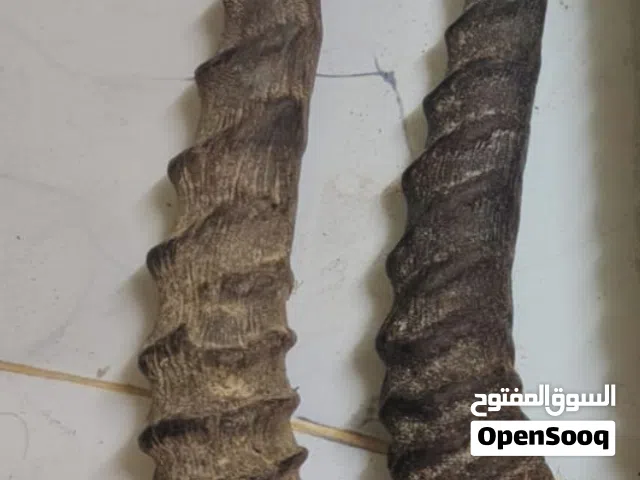 مطلووب قرن غزلان