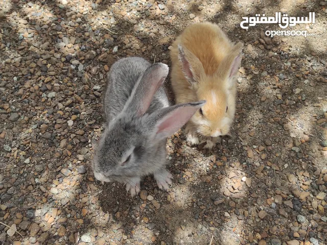 ارانب هولنديات للبيع اناث للتربية لداخل والخارج قابل للتفاوض عرض خاص الي يشري ارنبين مع القفص