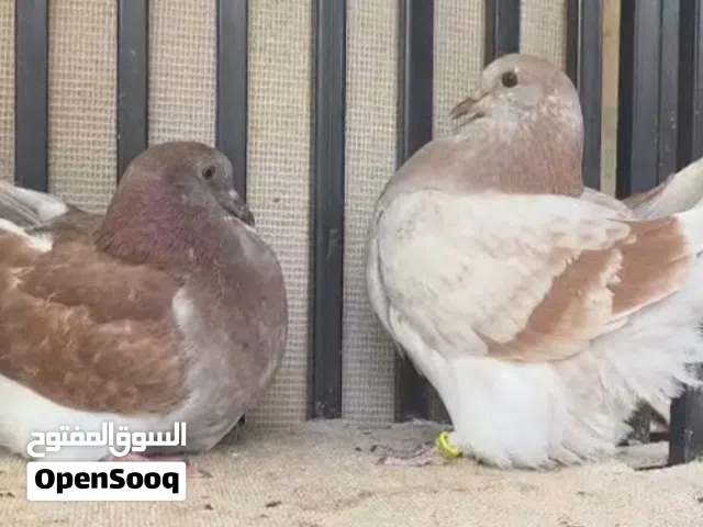 للبيع فرش  وصنعاوي