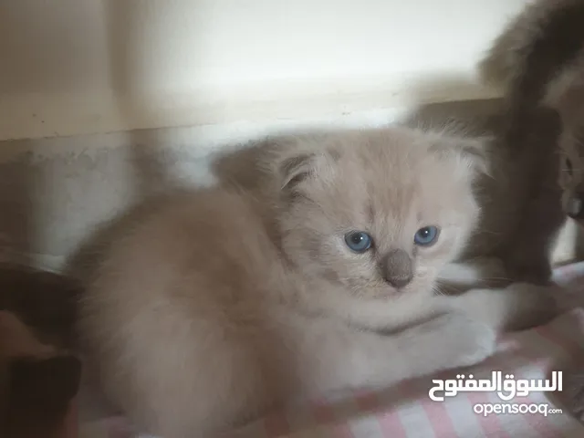 قطط سكوتش فولد ذكور واناث