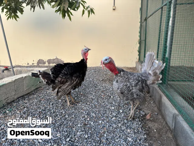 ديكين روميين و ديكين فرنسيين للبيع