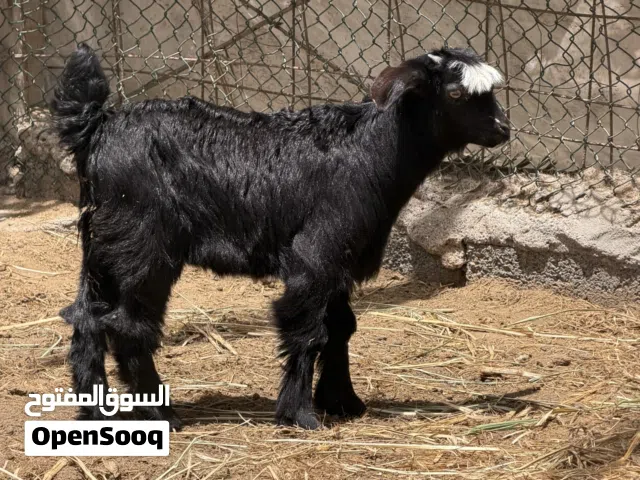 سخل عماني يصلح للذبح وتربيه