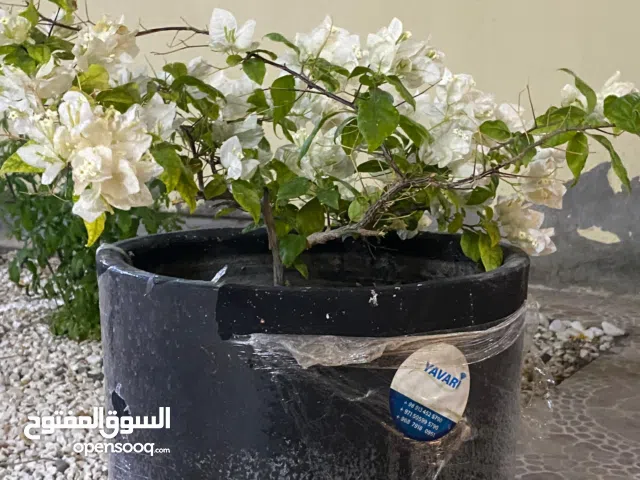 جهنميه لون ابيض مع اصيص جديد