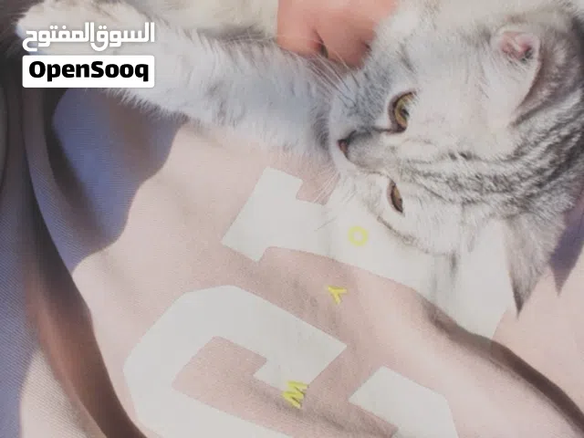 قطوه شيرازيه 50
