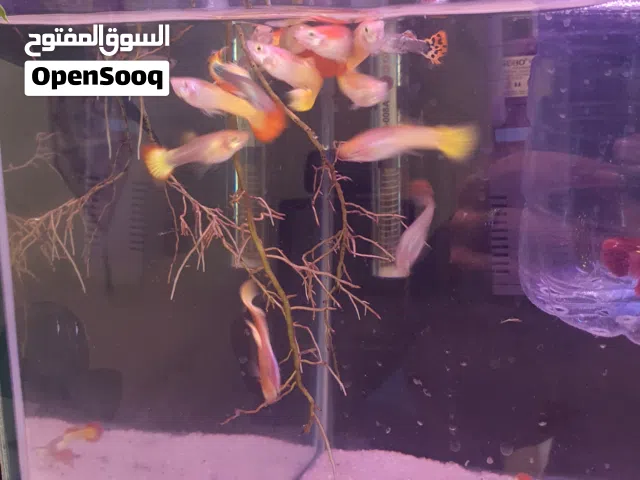 أسماك غوبي ، مولي ، سوردتيل