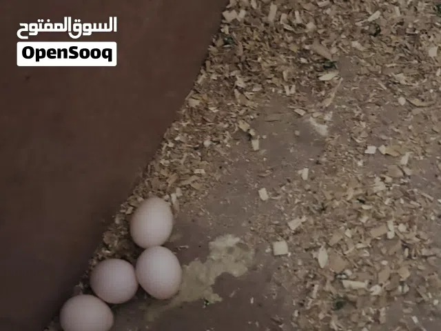 جوز كوكتيل تحته بيض