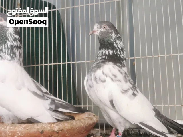 حمام باكستاني