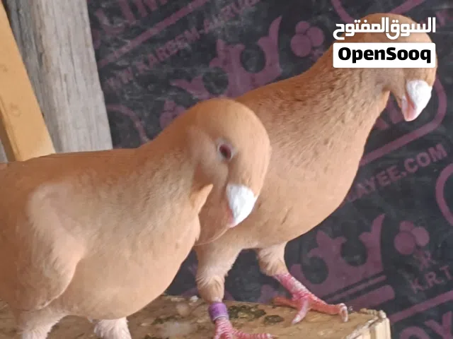 متاح مخاليف للبيع