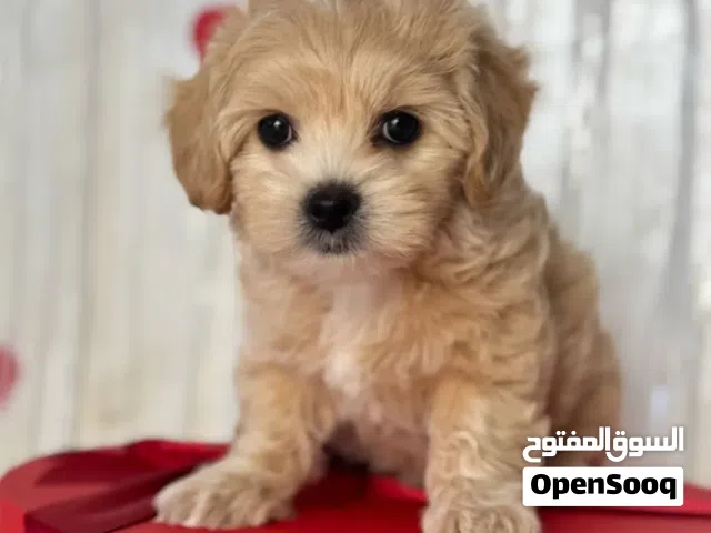 Fluffy and Adorable Male and female maltipoo puppies looking for new homes