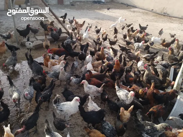 دجاج بلدي ودجاج فيومي اعمار مختلفه للبيع موجود في قرية ابونصير