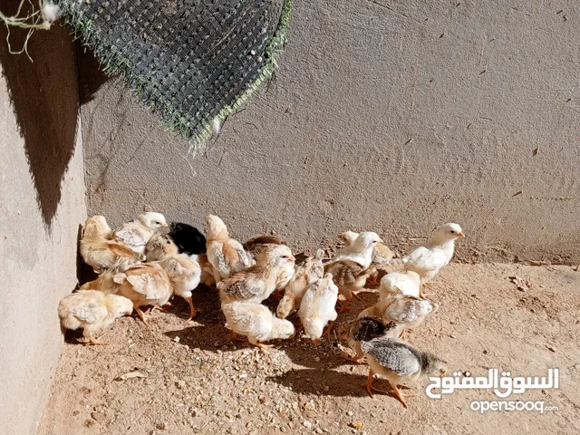 27 كتكوت عربي للبيع