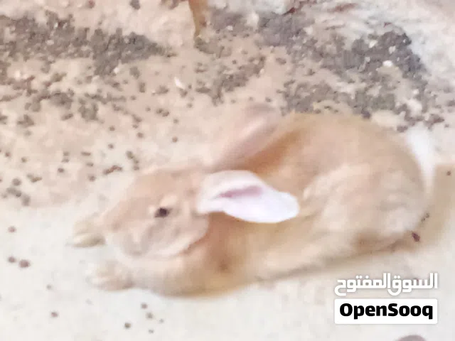 ارنبه بندق المانيه معشره. من اوكراني احمر على ذمه  الي شريتها منو ما شاء الله