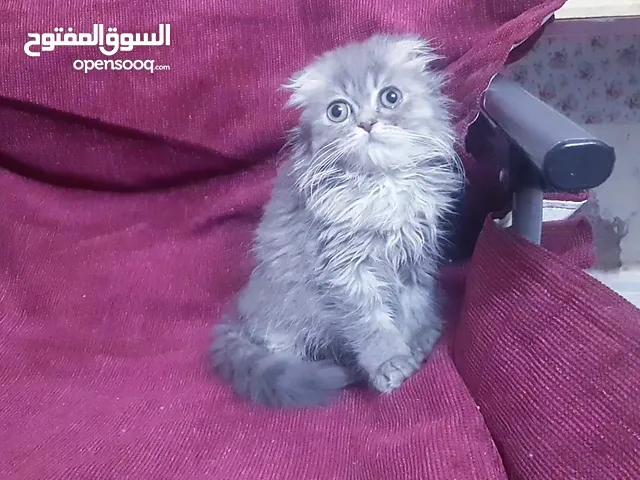 ذكر سكوتش فولد لونق هير عمر شهرين scotchfold long hair male 2months