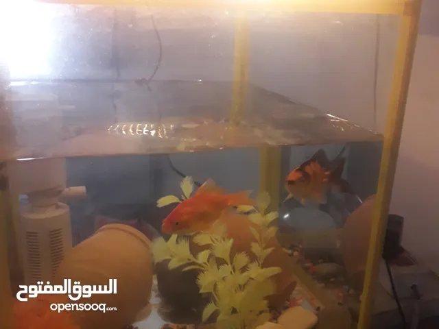 حوض مع سمك مع فلتر كامل لبيع