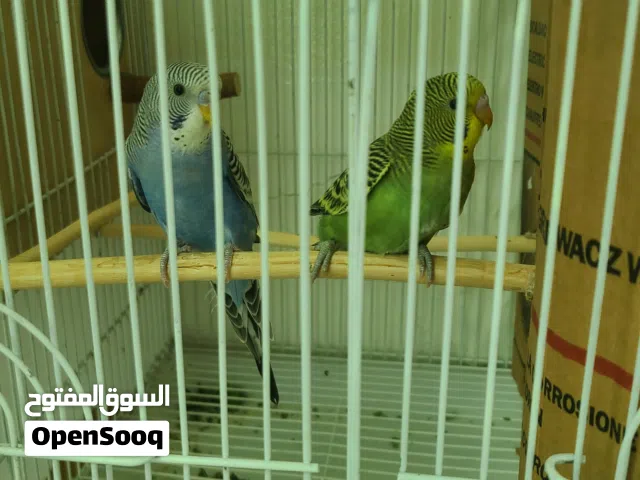 طيور البادجي