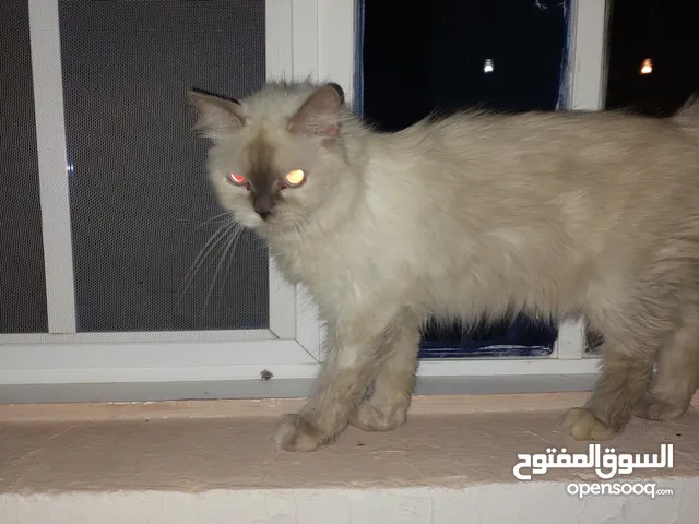 قط هاملايا انثى للبيع