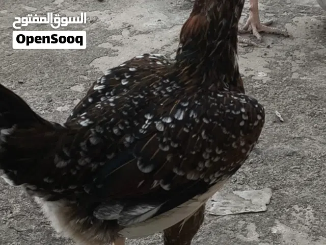 دجاجة بورسلان خط اول للبيع