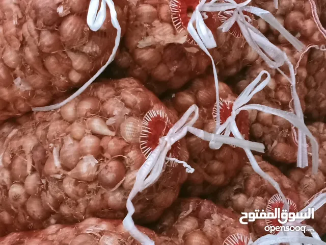 بصل قنار نحاسي للبيع موجود 250كيلو سعر الكيلو 35قرش د