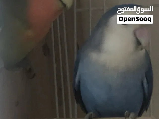 زوج روز منتج