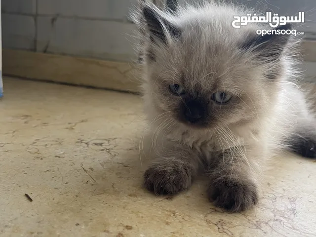 همالايا للبيع