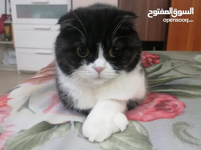 Female cat for adoption