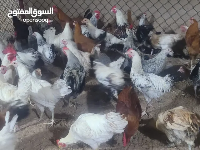 Chicken 30/-aed