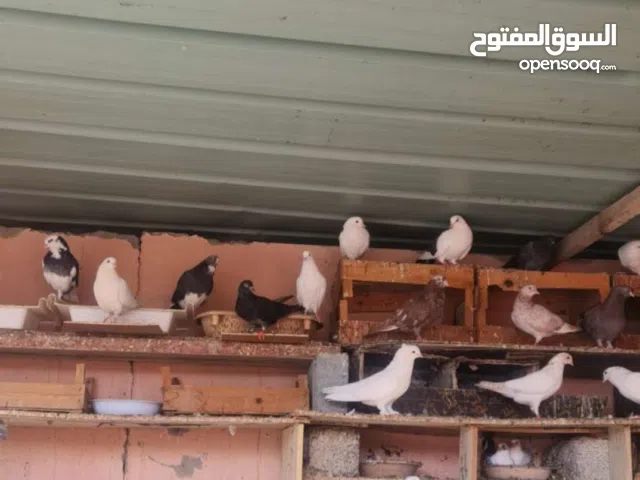 للبيع حمام عاديات ألوان حلوه