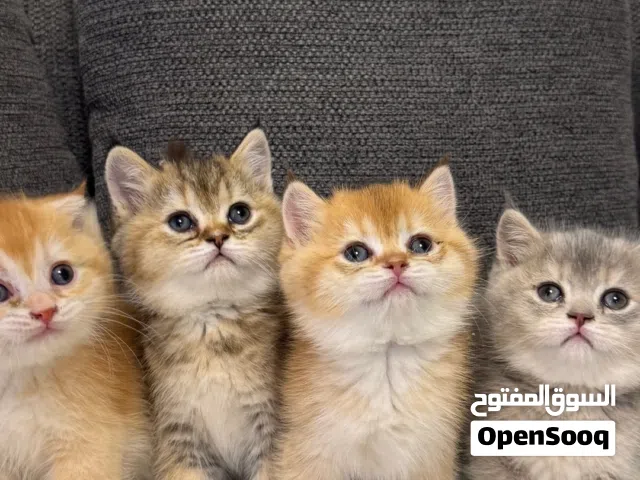 Cat for sell