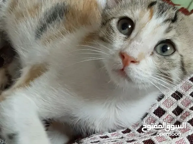 تبني قطة كتن بلادي
