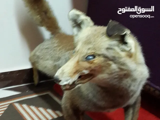 ثعلب محنط مصري