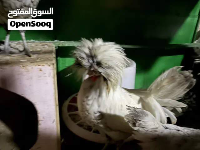 للبيع دجاج اسباني فاخر ديجين و دجاجتين على وجه بياض العمر 6-7 شهور السعر على السوم