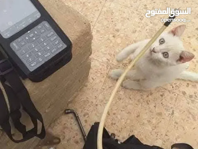 فني تركيب و تعديل ستالايت توفر تركيب و تعديل : تركيب و تعديل بث الارضي