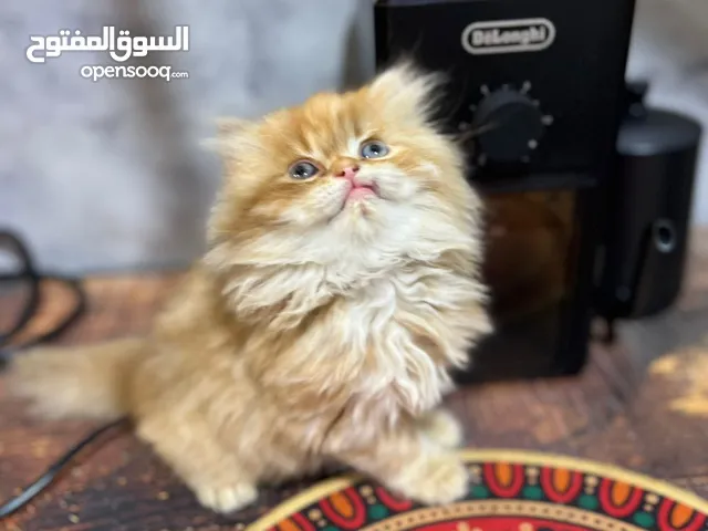 كتن اطراف قصيره عمر 50 يوم