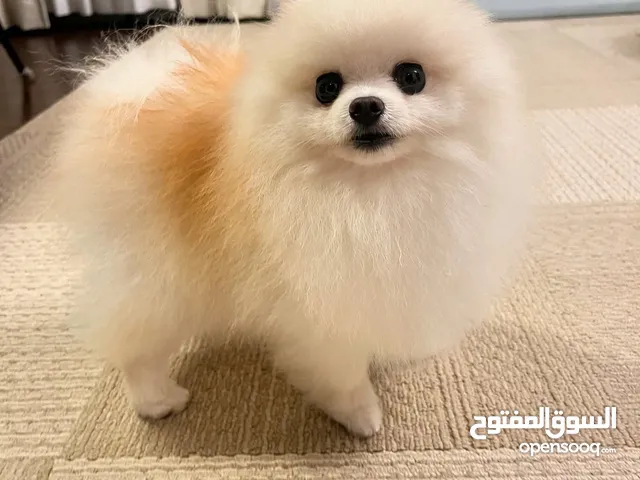 pomeranian puppy available for rehoming. clean and litter trained and do not bark too much.
