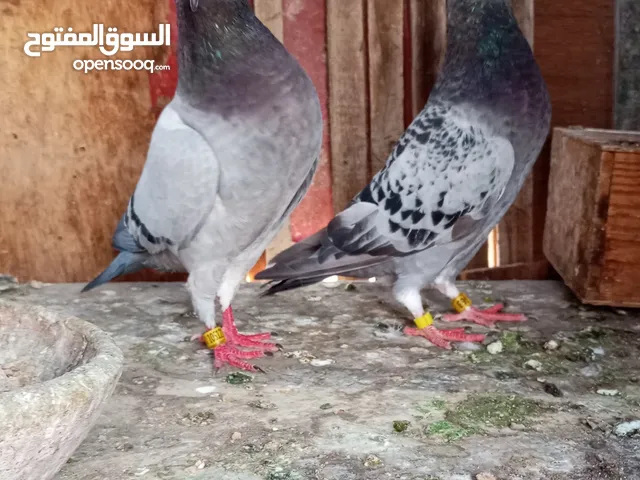 4 قصوص زواجل مستوى عالي