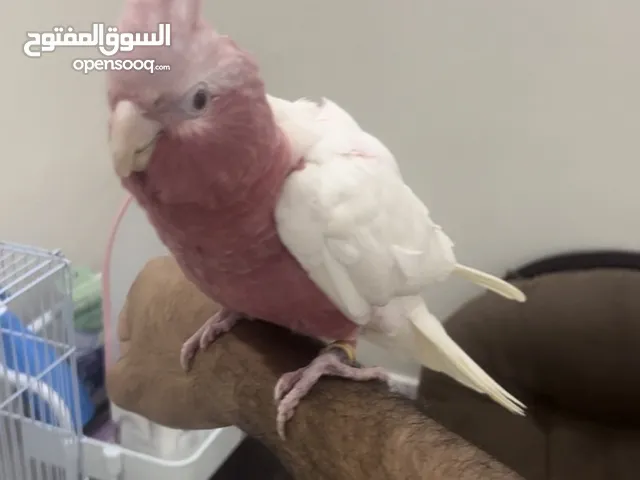 قالا البينو من النوادر