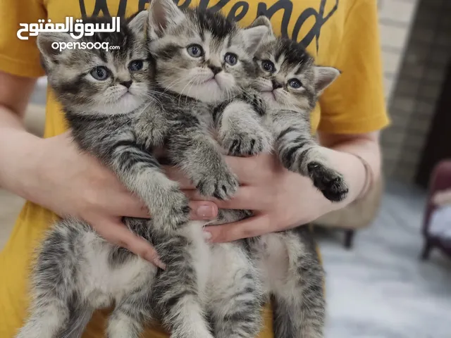 قطط سكوتش ستريت