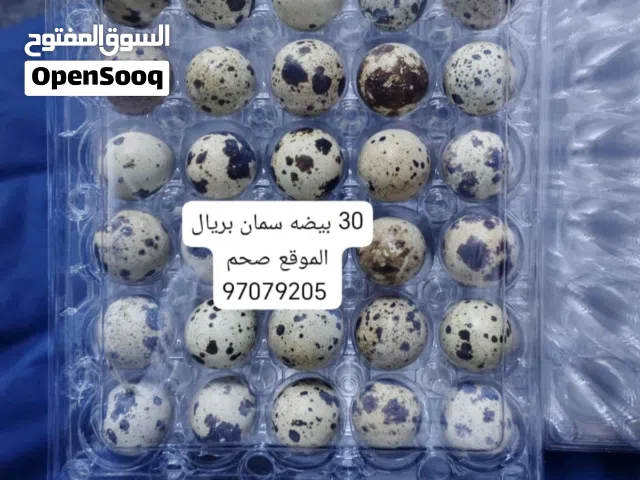 يتوفر لدينا بيض سمان للأكل والتفقيس  الإنتاج اليومي 40 بيضه